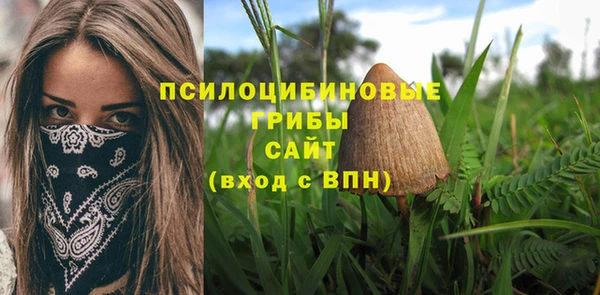 стаф Корсаков